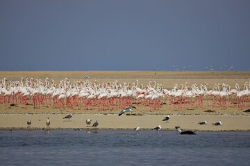Flamingo Kolonie in Namibia © Peter