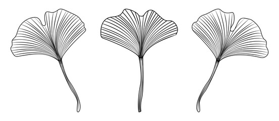 Ginkgo biloba leaves black line set, vector outline monochrome foliage collection