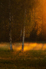 Colourful autumn landscape in the forest during sunset