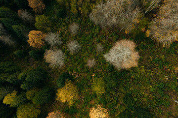 Aerial capture of a colourful autumn landscape in the forest during sunset