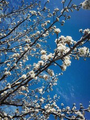 Clear blue sky with cherry blossom tree
