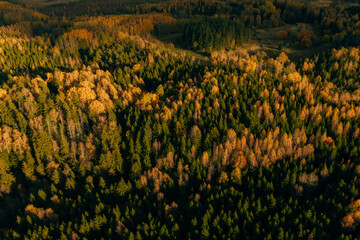Aerial capture of a colourful autumn landscape in the forest during sunset