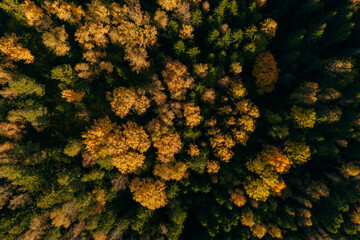 Aerial capture of a colourful autumn landscape in the forest during sunset