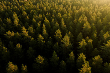 Aerial capture of a colourful autumn landscape in the forest during sunset