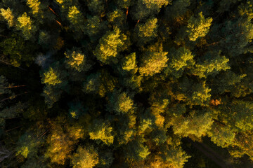 Aerial capture of a colourful autumn landscape in the forest during sunset