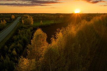 Aerial capture of a colourful autumn landscape with birch trees in foreground and asphalt road in background