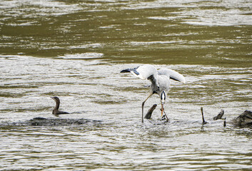 Grey heron catches fish in the river 