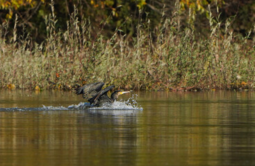 Cormorant swims on the surface of the water 