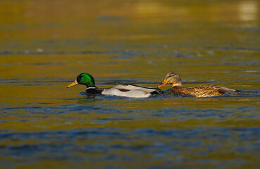 Wild ducks in the water