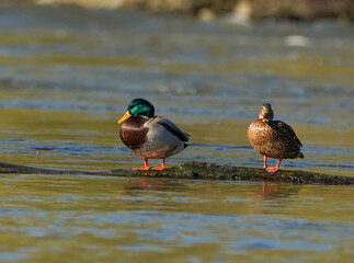 Wild ducks in the water