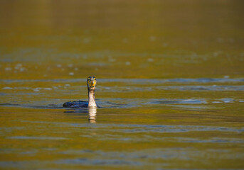     Cormorant swims on the surface of the water        