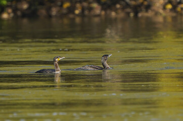     Cormorant swims on the surface of the water        