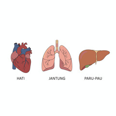 Ilustrasi Vektor Organ Tubuh Manusia: Hati, Jantung, dan Paru-Paru
