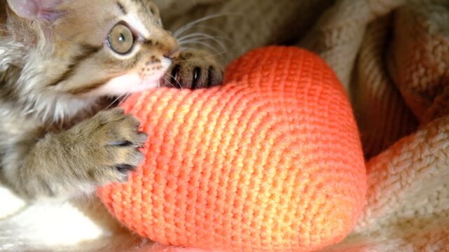Pretty cute kitten relaxing on the bed with red heart. Scratching, biting, kneading. Playful Tabby cat. Funny pets. Valentines Day, Birthday, Dating, Love. 