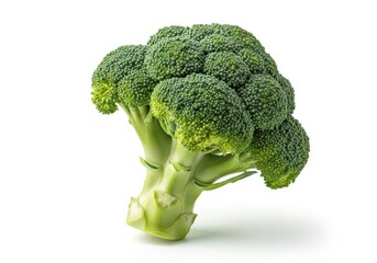 Fresh green broccoli floret stands isolated against a clean white background