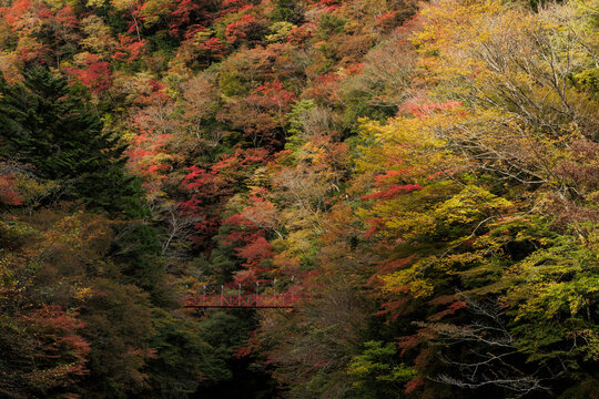 紅葉のべふ峡（別府峡谷の赤い吊橋）