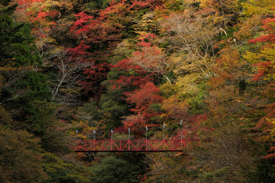 紅葉のべふ峡（別府峡谷の赤い吊橋）