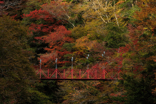 紅葉のべふ峡（別府峡谷の赤い吊橋）