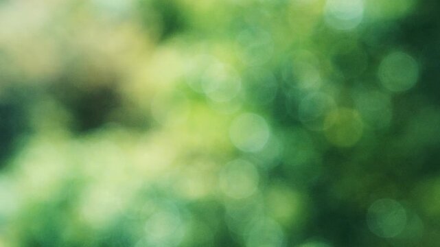 キラキラ光り輝く雨水に濡れた森林の木々　さわやかな森の木の葉新緑の光の丸ボケ　自然・季節のの背景　アウトドア・太陽の日差し・洗濯のイメージ