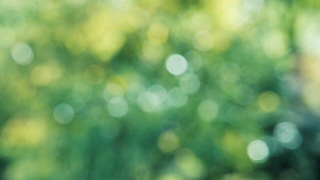 キラキラ光り輝く雨水に濡れた森林の木々　さわやかな森の木の葉新緑の光の丸ボケ　自然・季節のの背景　アウトドア・太陽の日差し・洗濯のイメージ