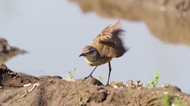The western yellow wagtail bird grooming, Motacilla flava