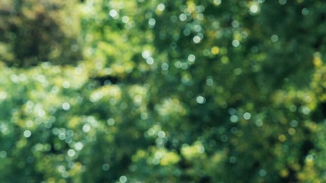 キラキラ光り輝く雨水に濡れた森林の木々　さわやかな森の木の葉新緑の光の丸ボケ　自然・季節のの背景　アウトドア・太陽の日差し・洗濯のイメージ