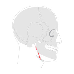 Stylohyoid - Human suprahyoid muscle shown in anatomy diagram, elevates and retracts hyoid bone during swallowing, medical reference and head side view educational illustration