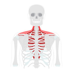 Trapezius - Large human back and neck muscle shown in anatomy chart, shaped like a trapezoid, responsible for moving, and stabilizing the scapula, essential for posture and shoulder movement education