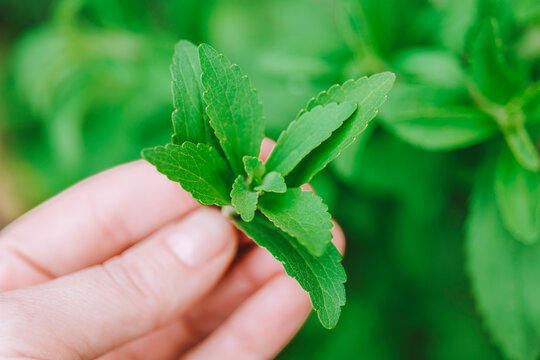 natural sweetener. Fresh stevia in hand close-up. Natural sugar without calories.Natural green plant-based sweetener 