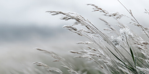 A sunlit field of tall wild grasses gently swaying in the breeze after the first frosty night