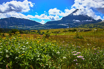 Obraz premium Wildflowers Meadow and Mountain Landscape Under Blue Sky in Summer