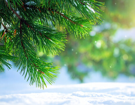 Lush green christmas tree branches covered with delicate snow offer serene winter scene. Bright sunlight filters through soft bokeh background creating magical festive atmosphere outdoors - Powered by Adobe
