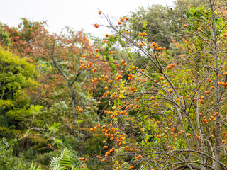 柿が実る山の風景
