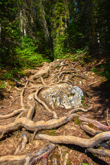 Naklejka premium Tree Roots and Rocky Trail in Dense Forest Sunlight