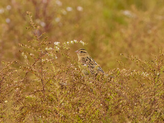 A Bobolink in basic, fall plumage perched up in a patch of wild asters