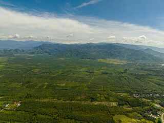 Obraz premium Countryside with oil palm plantations and farmland. Sumatra. Indonesia.
