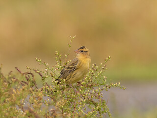 A Bobolink in basic, fall plumage perched atop the stems of wild aster plants