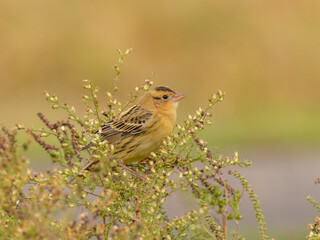 A Bobolink in basic, fall plumage perched atop the stems of wild aster plants