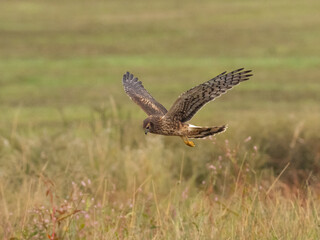 An immature or female Northern Harrier  in flight searching for prey low over a grassy field