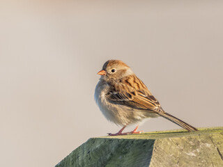 A close up of a Field Sparrow in bright sunshine and perched on the top of a post