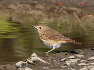 A close up of a Hermit Thrush perched at the edge of a shallow puddle