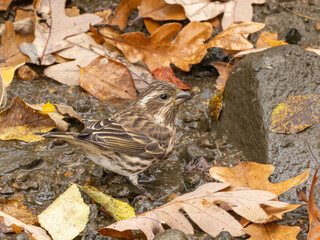 A close up of a female Purple Finch perched amongst wet fall leaves