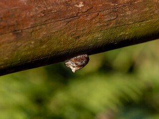手摺りに産み付けられたカマキリの卵鞘