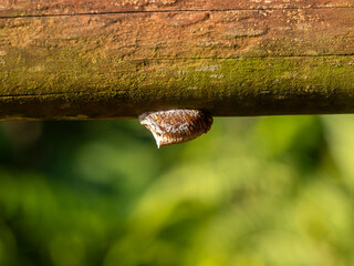 手摺りに産み付けられたカマキリの卵鞘