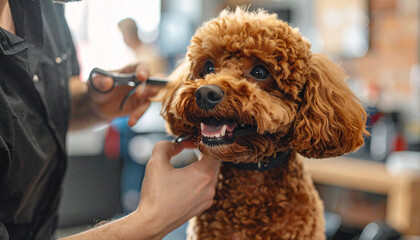 Close-up of a happy poodle getting a haircut from a groomer with scissors in a salon