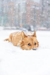 Red and white Pembroke Welsh corgi outside on a city street in a snow storm - Toronto Ontario