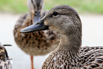 Mallard Duck Close-Up