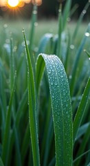 Pale green foliage drenched in fresh morning dew and illuminated by soft, cool light during the early hours of sunrise ,subtle ,nature ,calm