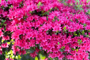 Bright Pink Azalea Bloom in Spring⑤