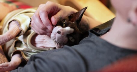Gentle petting of Sphynx cat in home environment slider close up